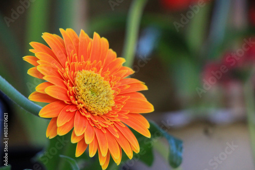 Closeup of a vibrant orange Gerbera flower in full bloom showcasing its stunning beauty
