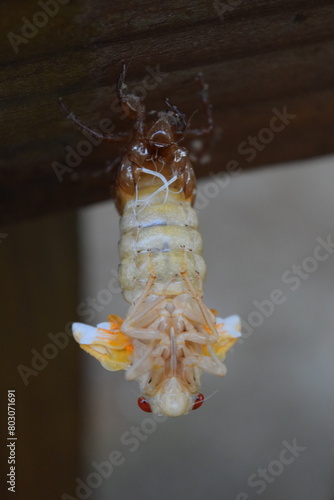 13 year Cicada brood xix teneral adult emergence