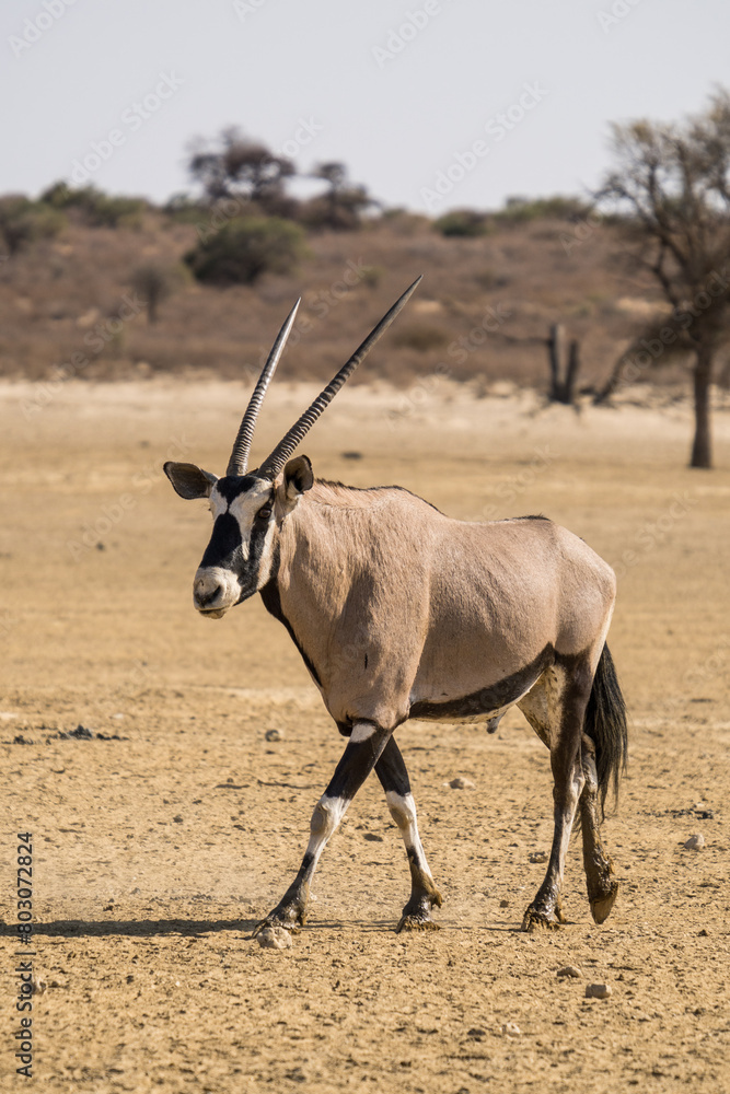 Oryx in the Kgalagadi Transfrontier Park, South Africa Oryx in the Kgalagadi Transfrontier Park, South Africa