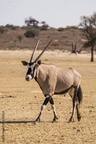 Oryx in the Kgalagadi Transfrontier Park, South Africa