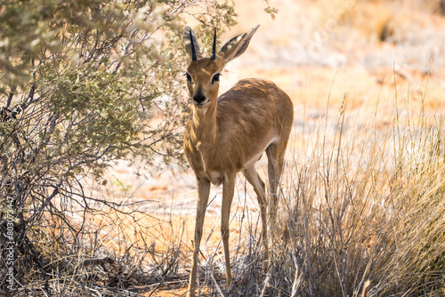 Steenbok in the Kgalagadi Transfrontier Park, South Africa photo