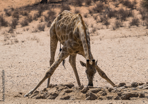 Drinking giraffe in the Kgalagadi Transfrontier Park  South Africa