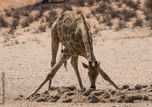 Canvas Print Drinking giraffe in the Kgalagadi Transfrontier Park, South Africa