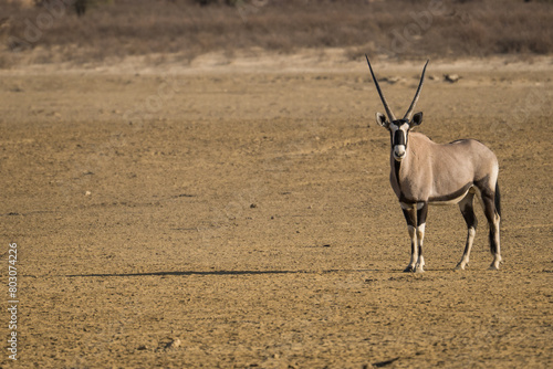 Oryx in the Kgalagadi Transfrontier Park, South Africa photo