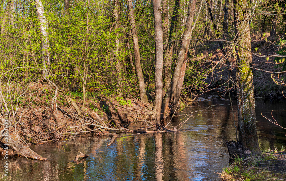The banks of a narrow forest river overgrown with deciduous trees and bushes on a sunny spring April day. The banks of a narrow forest river overgrown with deciduous trees and bushes on a sunny spring April day.