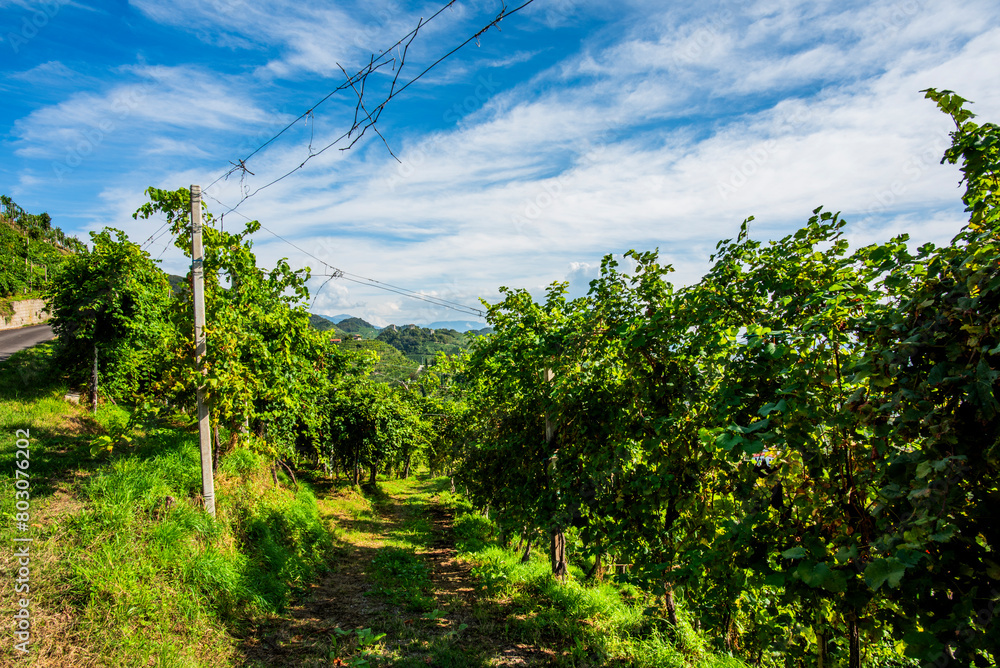 2023 9 23 Vidor prosecco vineyard 15 2023 9 23 Vidor prosecco vineyard 15