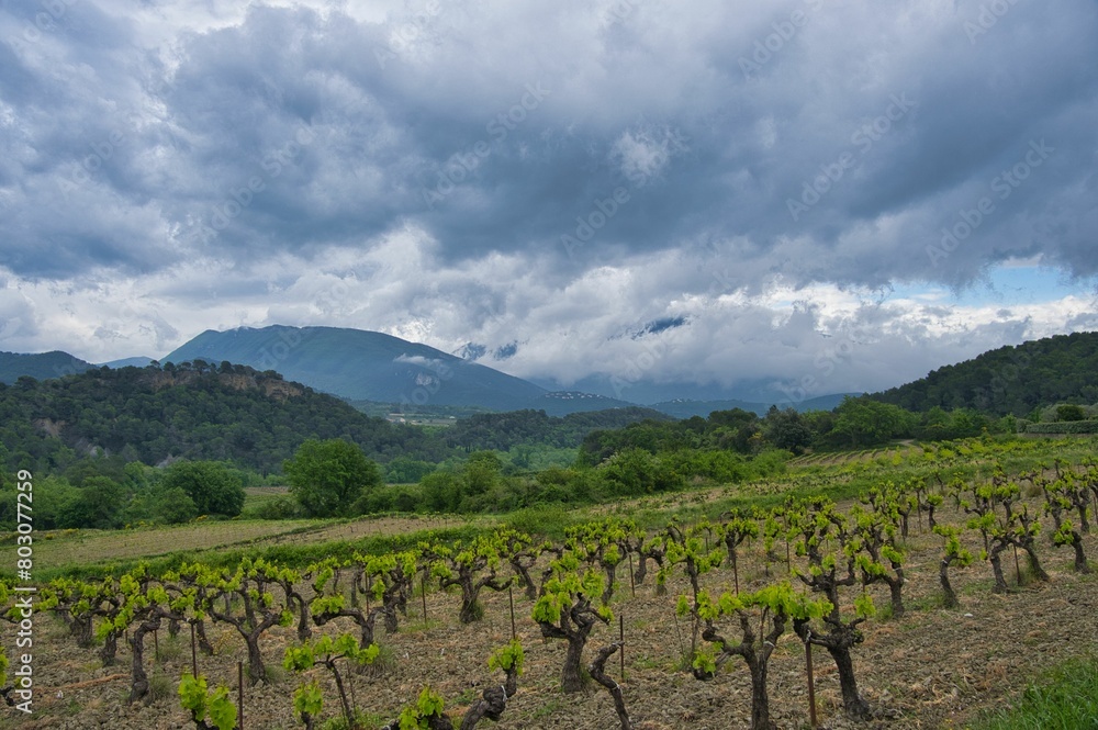 Fototapeta premium Landschaft bei Faucon im provenzalischen Drome