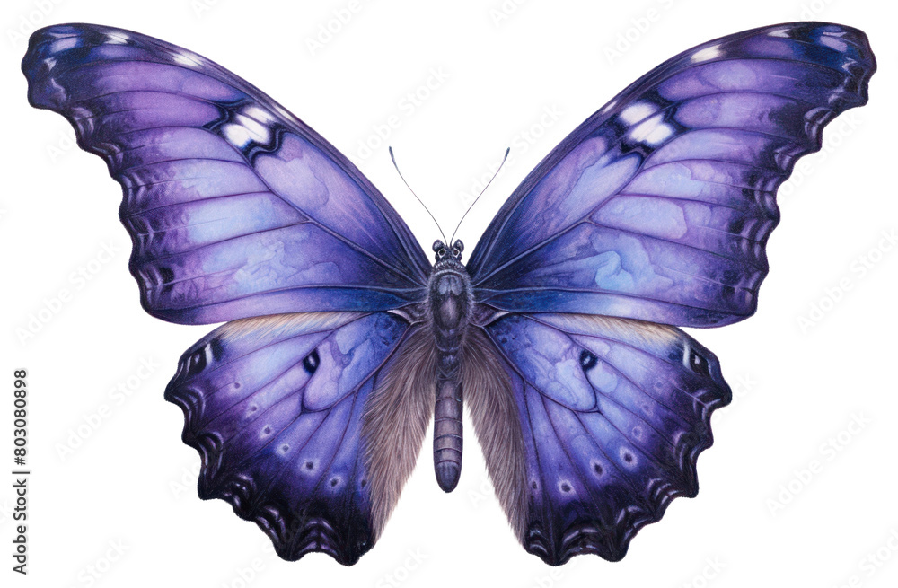 Fototapeta premium PNG Butterfly animal insect white background.