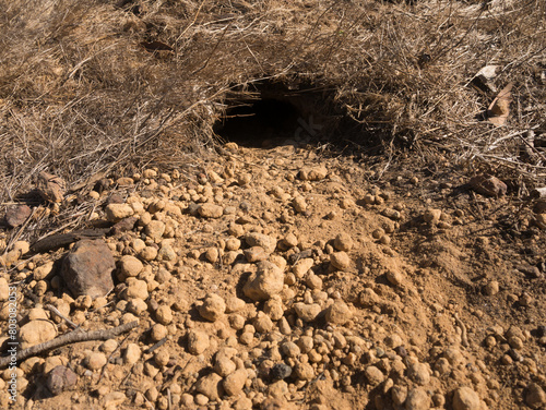 Frontal view of goanna burrow entrance on Kangaroo Island, Australia photo