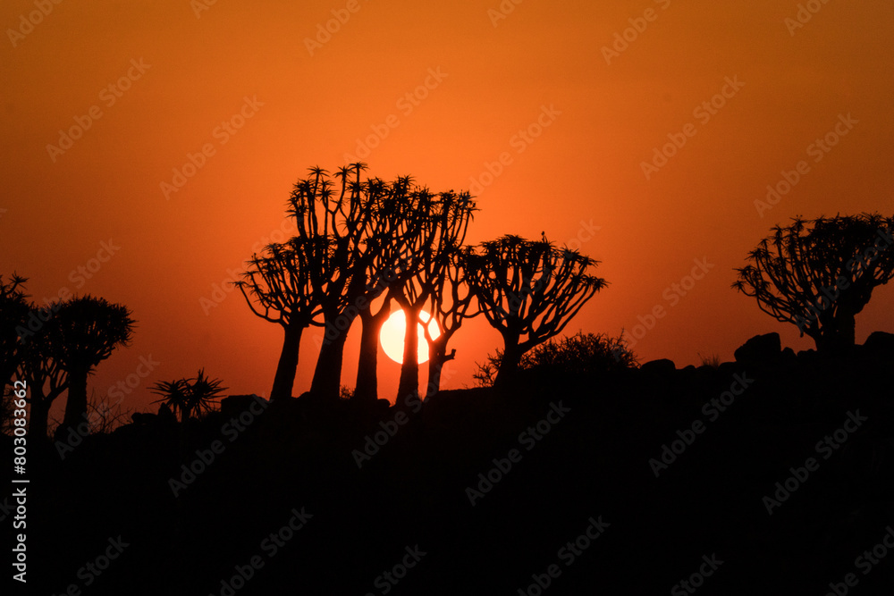 Quiver Tree Forest in the sunset, Keetmanshoop, Namibia