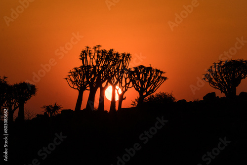 Quiver Tree Forest in the sunset, Keetmanshoop, Namibia photo