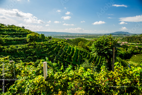 Tableau sur toile 2023 9 23 Vidor prosecco vineyard 29