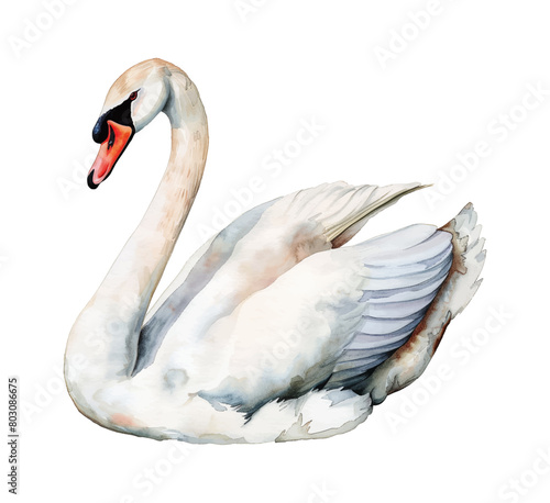white swan watercolor digital painting good quality