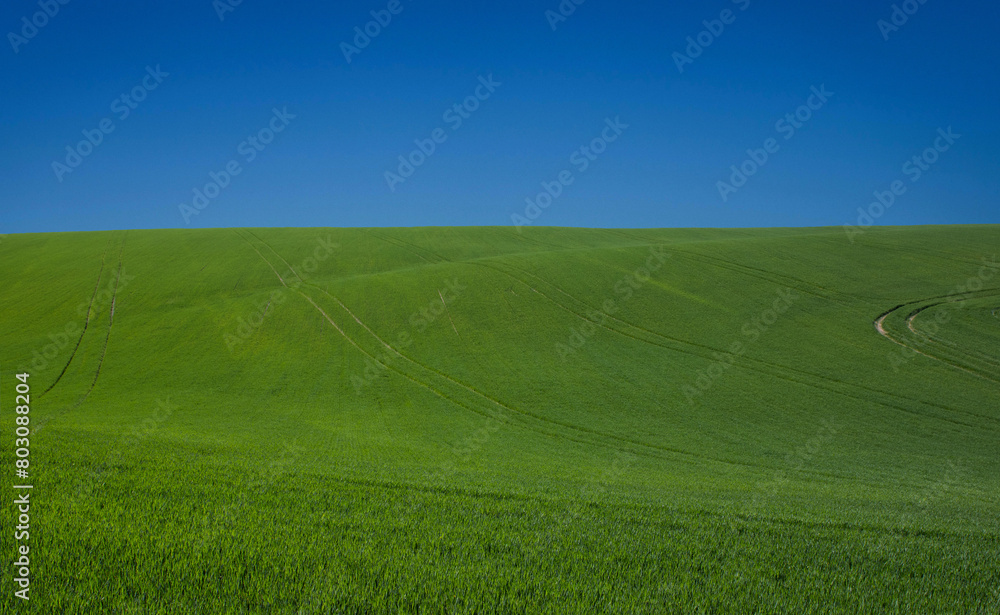Obraz premium Green field and blue sky