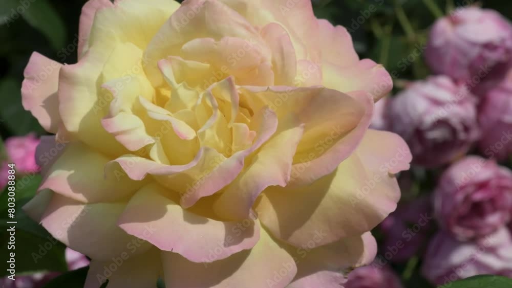 splendid huge royal pink-yellow color rose background. extreme macro. sunny day splendid huge royal pink-yellow color rose background. extreme macro. sunny day