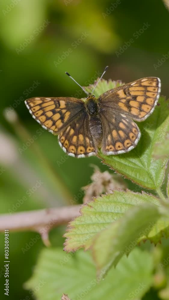 Vertical Video of a Duke of Burgundy Butterfly. Wings Open. Vertical Video of a Duke of Burgundy Butterfly. Wings Open.