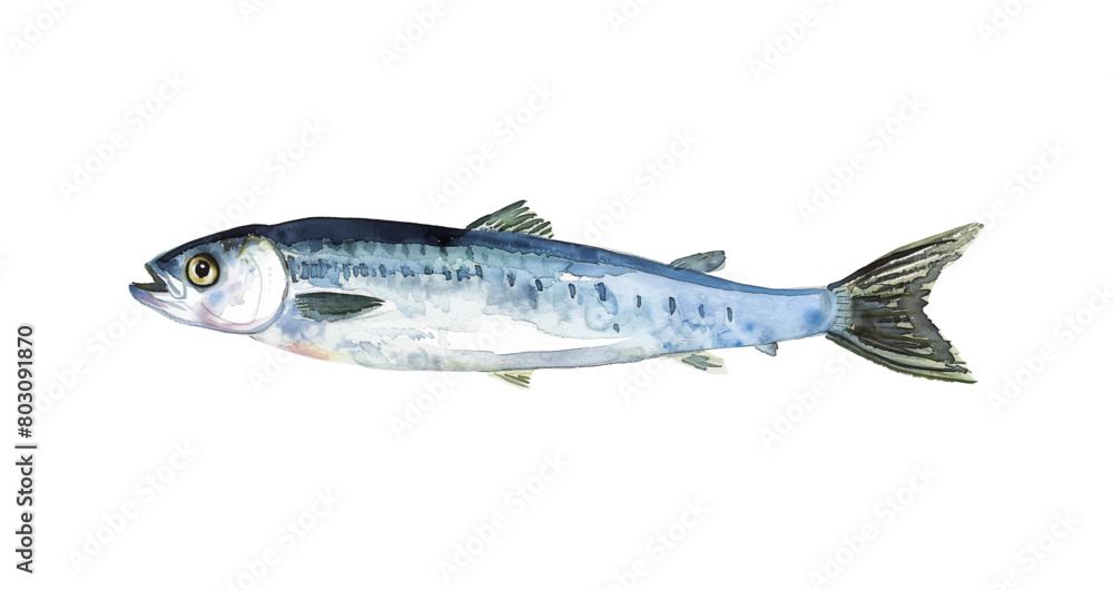 anchovy fish watercolor digital painting good quality anchovy fish watercolor digital painting good quality