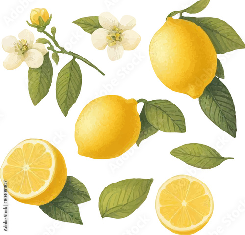 set of watercolor lemons in vector 
