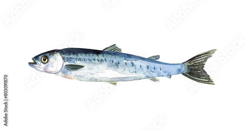 anchovy fish watercolor digital painting good quality