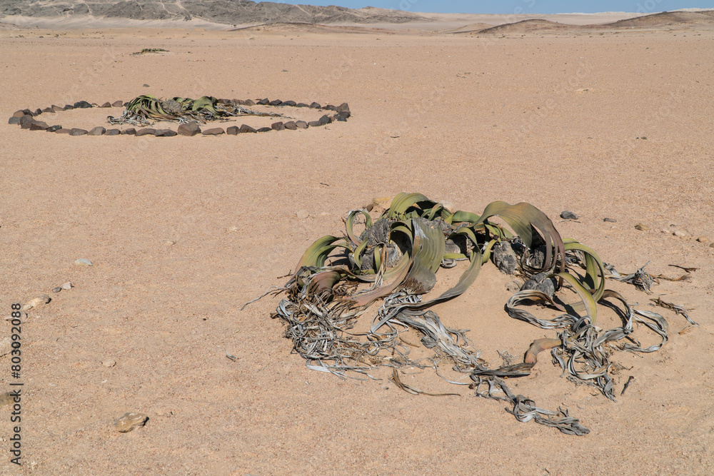 Obraz premium Welwitschia plant, Namibia