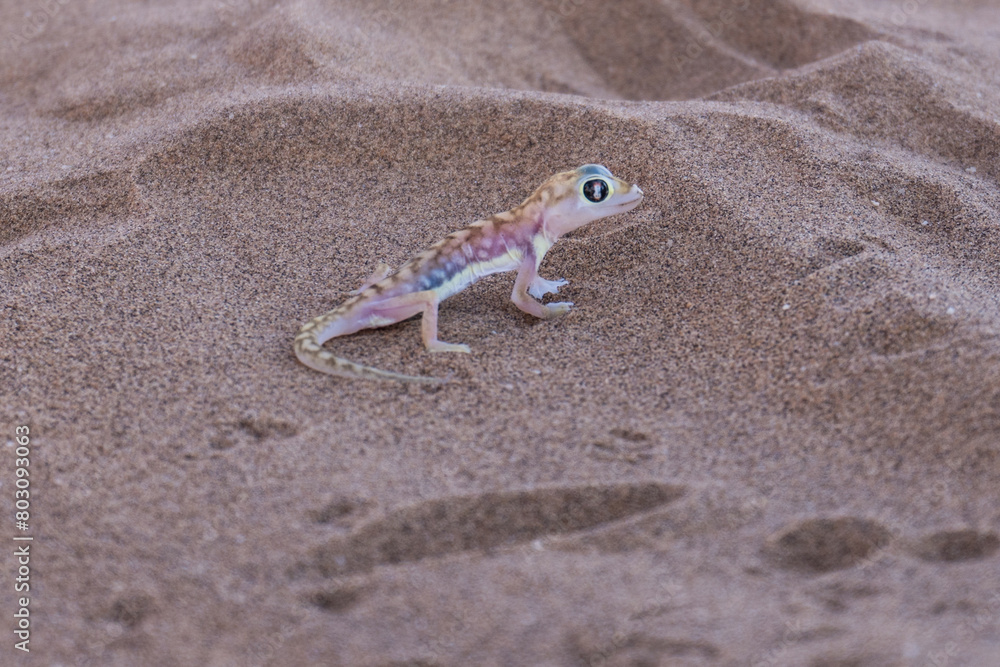 Namib sand gecko near Swakopmund, Namibia Namib sand gecko near Swakopmund, Namibia