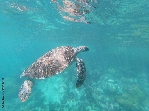 sea ​​turtle photo