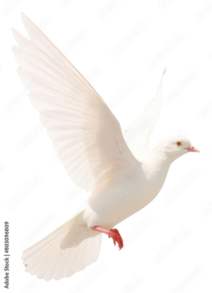 PNG Dove mountain animal plant bird PNG Dove mountain animal plant bird
