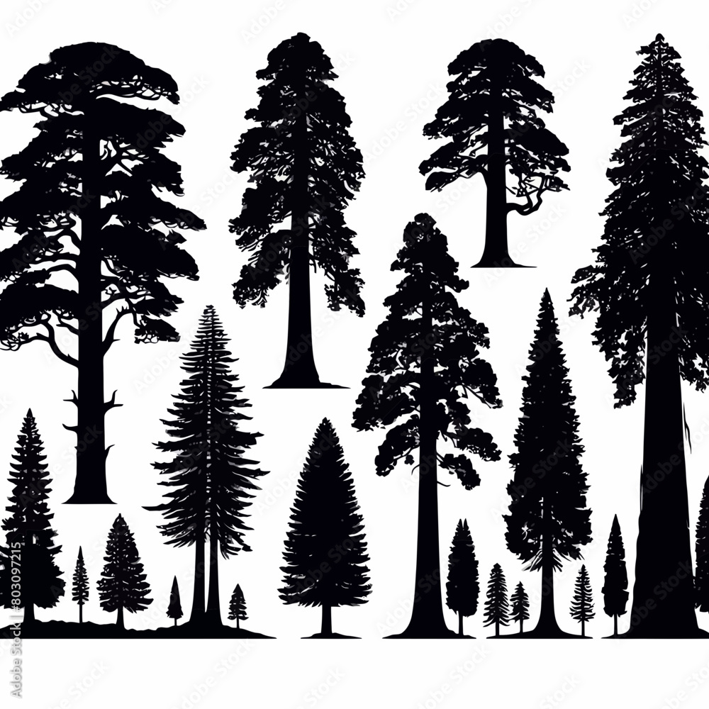 custom made wallpaper toronto digitalRedwood tree silhouette vector illustration white background