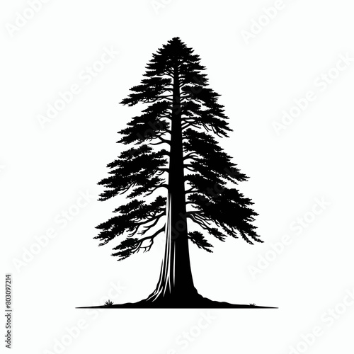 Redwood tree silhouette vector illustration white background