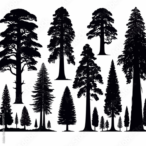 Redwood tree silhouette vector illustration white background