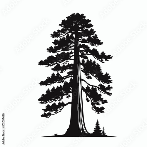 Redwood tree silhouette vector illustration white background