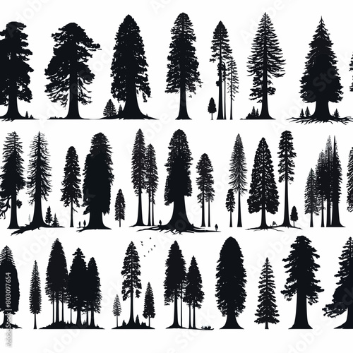 Redwood tree silhouette vector illustration white background