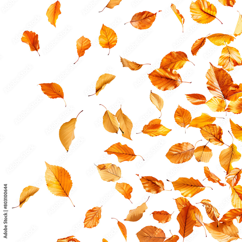 Autumn leaves flying on isolated transparent background Autumn leaves flying on isolated transparent background