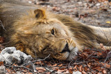 Sleepy lion in the Etosha National Park, Namibia