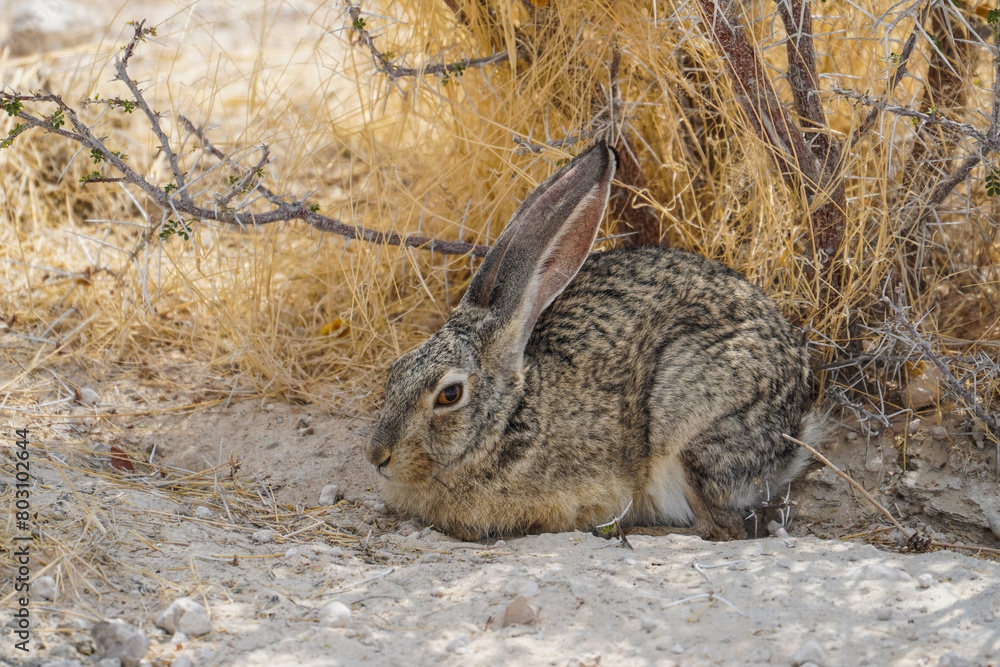 Fototapeta premium Rabbit in the Etosha National Park, Namibia
