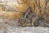 Rabbit in the Etosha National Park, Namibia