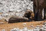 Elephant babies, Etosha National Park, Namibia