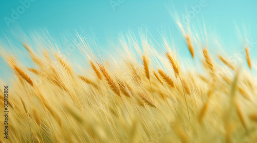 Golden wheat field with a dreamy sky. Symbolizes growth  nature s bounty  and agricultural heritage.