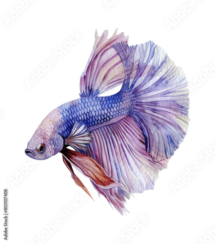 betta fish watercolor digital painting good quality