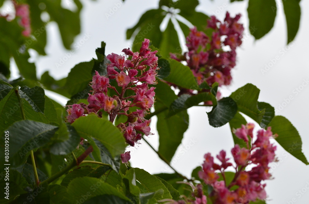 a beautiful view of a red flowering chestnut tree, Aesculus pavia