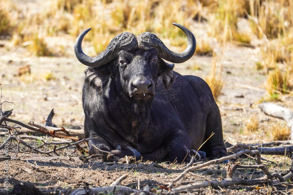 Buffalo in the Buffalo Core Area, Bwabwata National Park, Namibia Buffalo in the Buffalo Core Area, Bwabwata National Park, Namibia