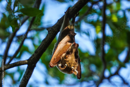 Fruit bat in the Caprivi, Namibia