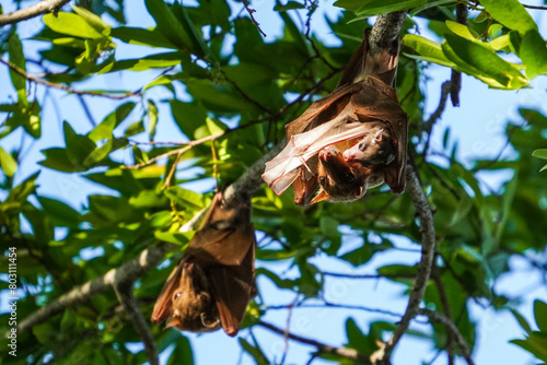 Fruit bat in the Caprivi, Namibia © Nadine Wagner