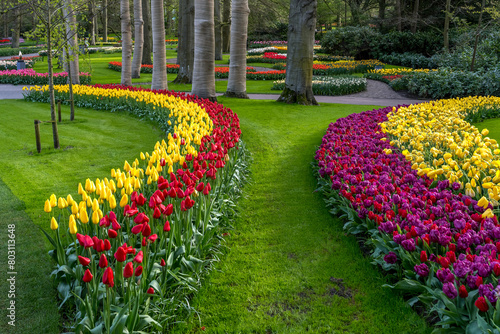 Jardin botanique aux tulipes de Keukenhof , à Lisse aux Pays-Bas	 photo