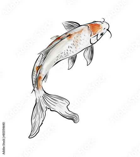 koi carp fish watercolor digital painting good quality