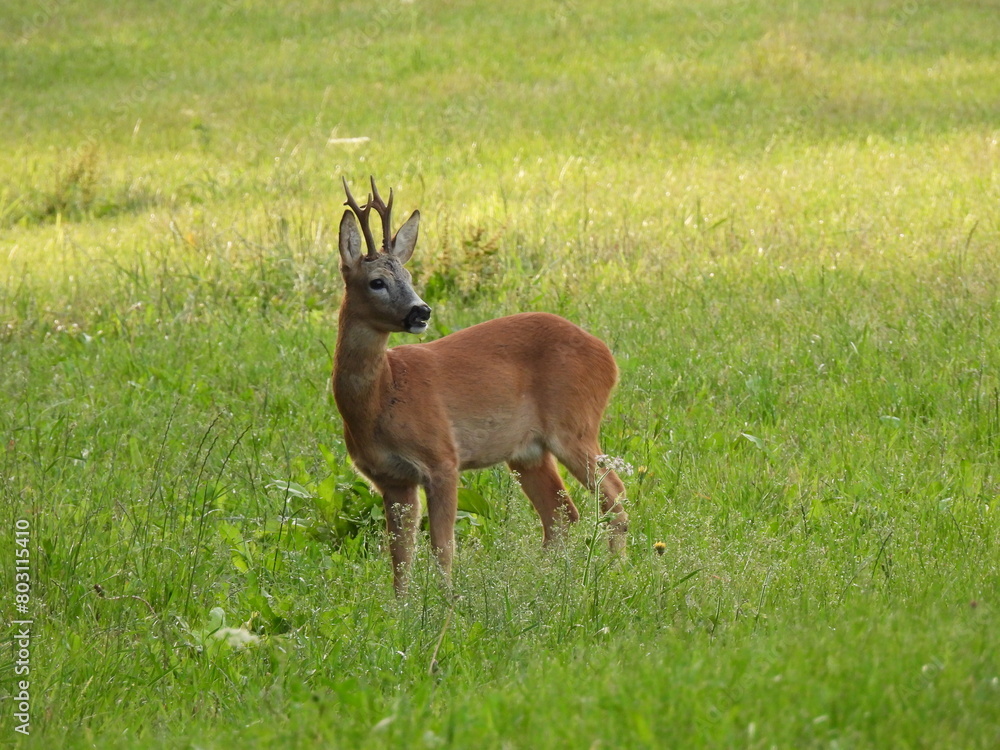 Rehbock Rehbock