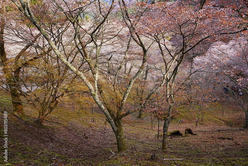 Pink Sakura Cherry Blossom on Mt. Yoshino or Yoshino-yama in Nara, Japan's Most Famous Cherry Blossom - 日本 奈良 吉野山の桜 春の景色