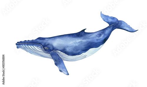 blue whale fish watercolor digital painting good quality