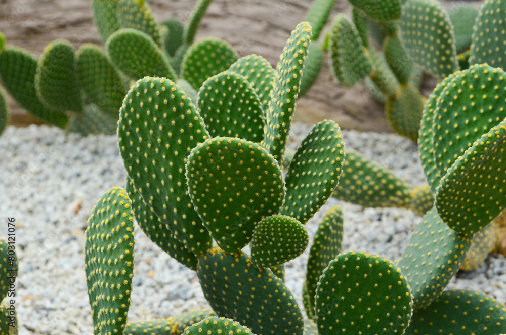 cactus in a tropical garden or park, succulent plants in nature