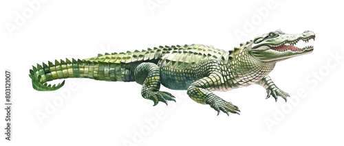 crocodile watercolor digital painting good quality © slowbuzzstudio